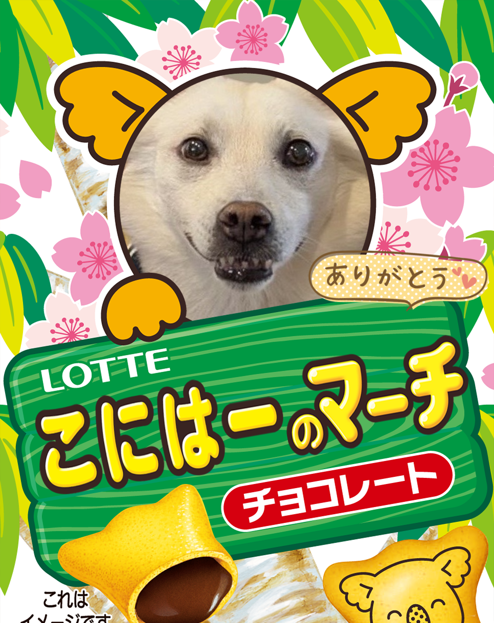 ギャラリー | オリジナル コアラのマーチ